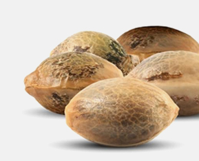 nasiona marihuany outdoor, outdoor nasiona, cannabis seeds outdoor