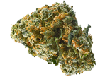 Cheese - nasiona marihuany, konopi