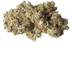 Jack Herer - nasiona marihuany, konopi