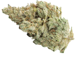 White Widow - nasiona marihuany, konopi