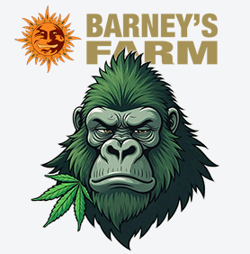 gorilla glue promocja nasiona marihuany