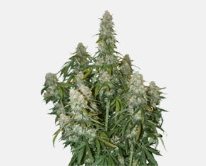 nasiona marihuany auto, automaty nasiona, cannabis seeds