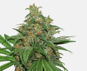 nasiona marihuany auto indoor, automaty indoor nasiona, cannabis seeds
