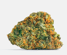 nasiona marihuany duże zbiory, największe zbiory nasiona, cannabis seeds zbiory xxl