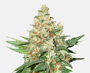 nasiona marihuany szybkie auto,szybkie automaty nasiona, cannabis seeds