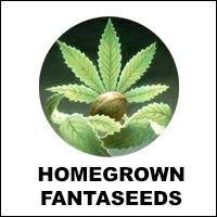 HOMEGROWN FANTA SEEDS HOMEGROWN FANTA SEEDS