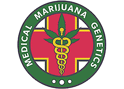 Medica Marijuana Seeds Medica Marijuana Seeds