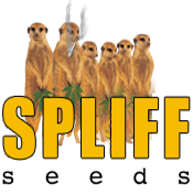 SPLIFF SEEDS SPLIFF SEEDS