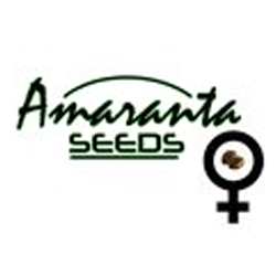 Amaranta Seeds Amaranta Seeds