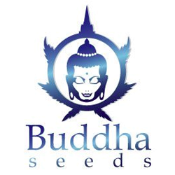 Buddha Seeds Buddha Seeds